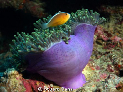 Clown over anemone by Stuart Ganz 